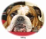 Bulldog 9W099D-39